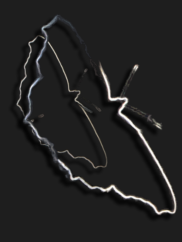 zwei Schmetterlingssilhouetten